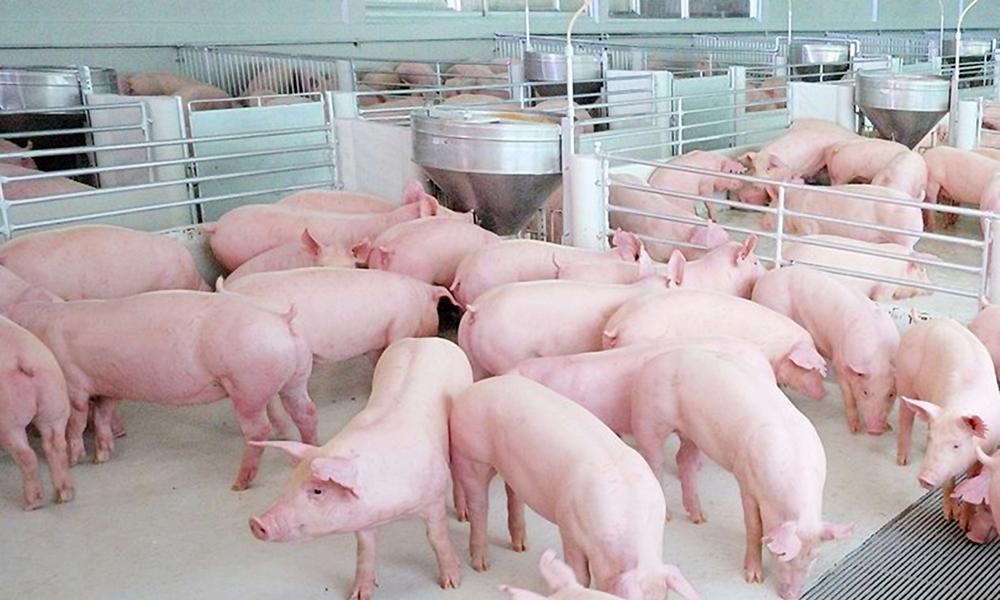 ซีพีเอฟยกระดับเลี้ยงสุกร-ไก่ ไม่ใช้ยาปฏิชีวนะเร่งโต