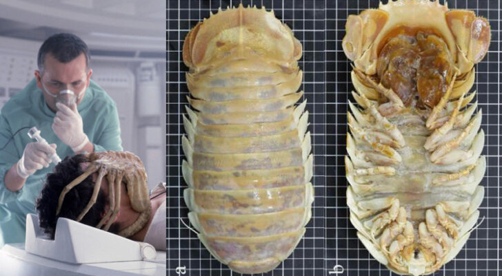 new-species-deep-sea-isopod 5