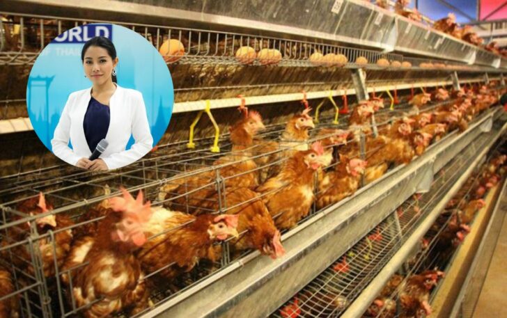 ฟาร์มไก่ นักข่าว วอยซ์ทีวี ฟาร์มไก่ นักข่าว วอยซ์ทีวี