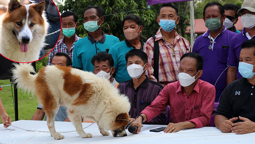 ชาวบ้านพิษณุโลกฉลอง FCI ขึ้นทะเบียน สุนัขบางแก้ว เป็นสุนัขโลก