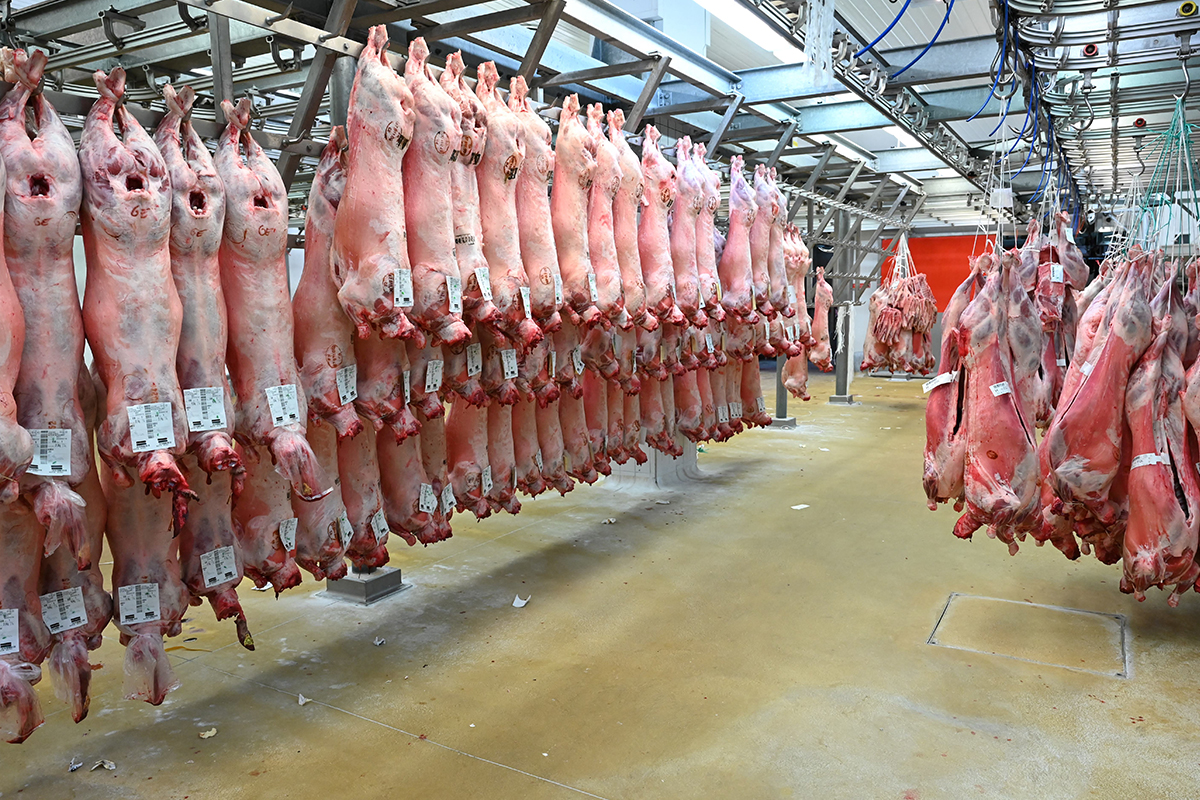 หมูเถื่อนทะลัก 135 บาท/กก. ร้านอาหาร-หมูกระทะแห่ซื้อ