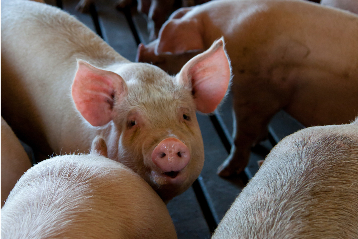 ราคาหมูปรับขึ้น 2 บาท/กก. หลังทูตเกษตรบราซิลแจงชัดไม่ส่งสุกรเข้าไทย 6 เดือนแล้ว
