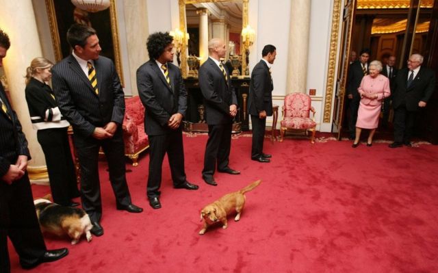 Queen Elizabeth walks through a door in Buckingham Palace, ready to meet players and officials from the New Zealand Rugby League Team, on October 16, 2007. Two dogs have walked into the room ahead of her - a corgi and a dorgi