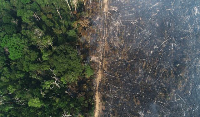 รายงานระบุว่า การตัดไม้ทำลายป่าได้เพิ่มขึ้นอย่างมาก ในช่วงที่โบลโซนาโรดำรงตำแหน่งประธานาธิบดีบราซิล