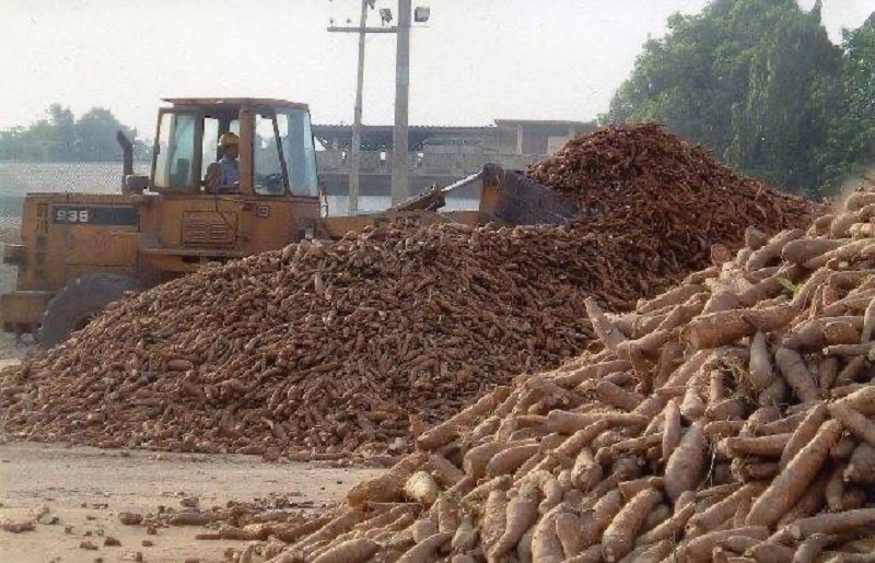 รัสเซีย-ยูเครน ดันราคามันสำปะหลังไทย 9 เดือน ปรับตัวสูง 2.68 บาท/กก.