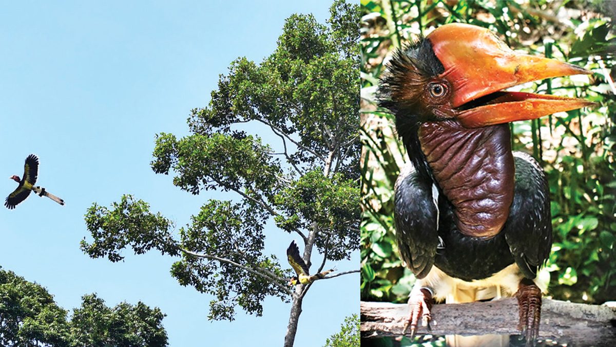 ครม.ไฟเขียว “นกชนหิน” เป็นสัตว์ป่าสงวนลำดับที่ 20 ป้องกันสูญพันธุ์