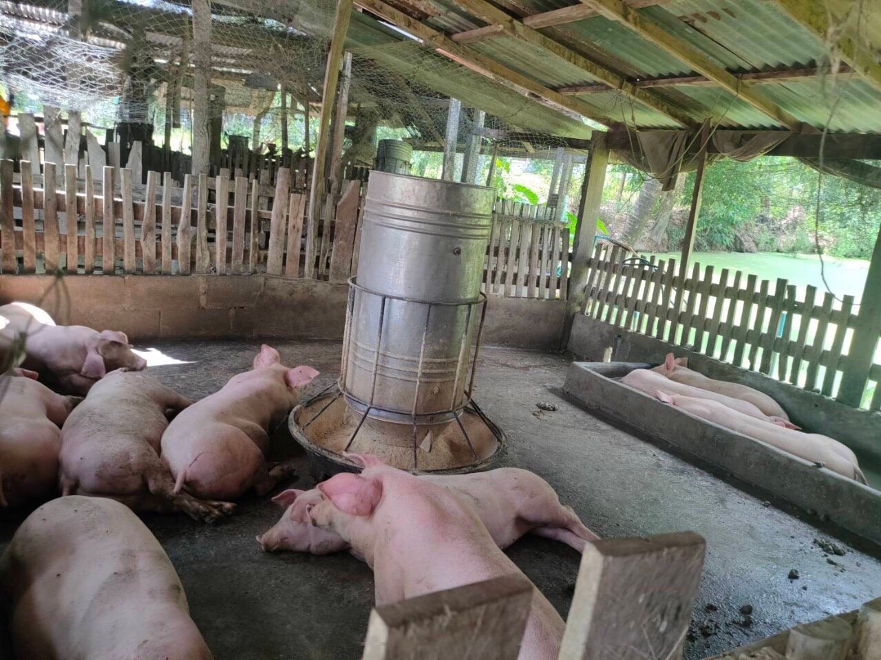 เชือดพ่อค้ารับซื้อหมู 5 ราย โกงเครื่องชั่ง มูลค่าความเสียหาย 40,000 บาท