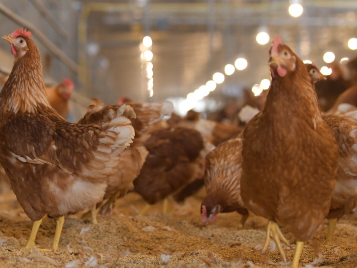 cage free - ซีพีเอฟ
