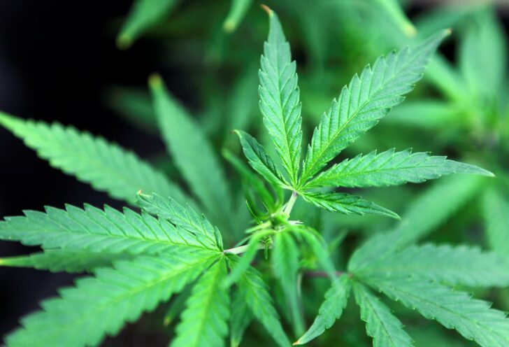 cannabis