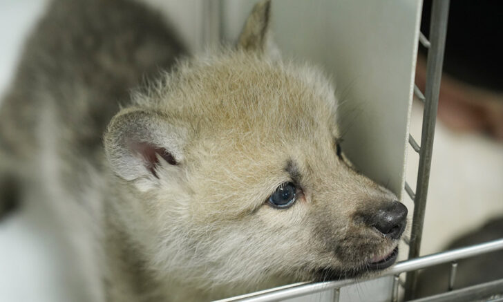 wolf clonning2