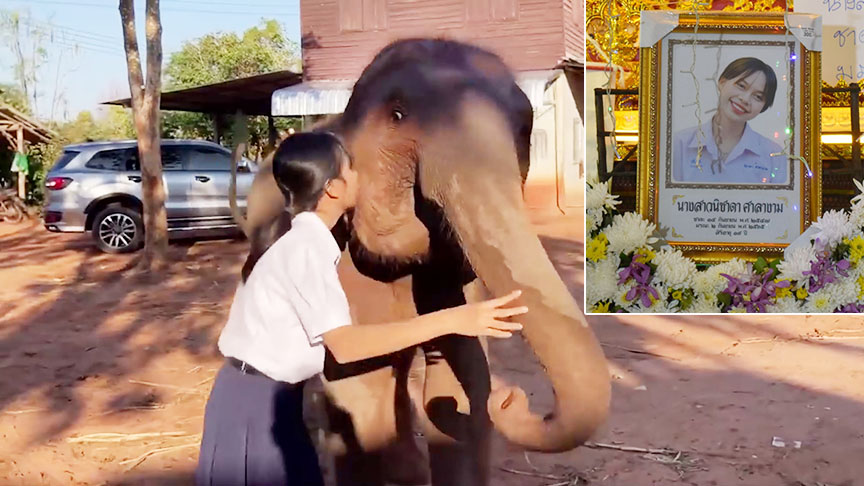 แฟนคลับห่วงใย ช้างสุพรรณษา เมื่อน้องฟิล์ม จากไปกะทันหัน
