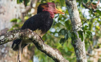 นกชนหิน สัตว์อนุรักษ์ลำดับที่ 20 ของไทย