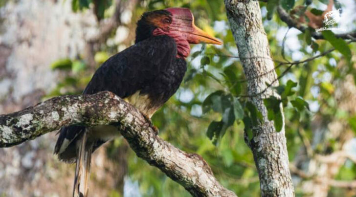 นกชนหิน สัตว์อนุรักษ์ลำดับที่ 20 ของไทย