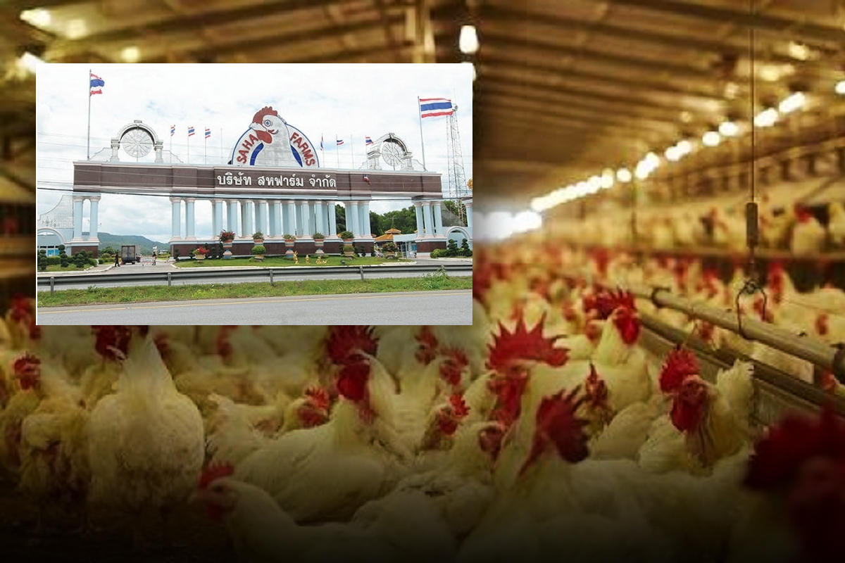 สหฟาร์ม คืนสู่ ตระกูลโชติเทวัญ พ้นศาลล้มละลาย-กำไรพันล้าน