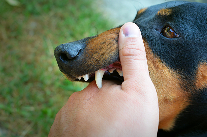 Vicious dog showing teeth and biting hand. สุนัข