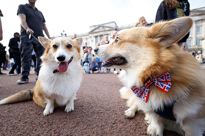 Corgi dogs