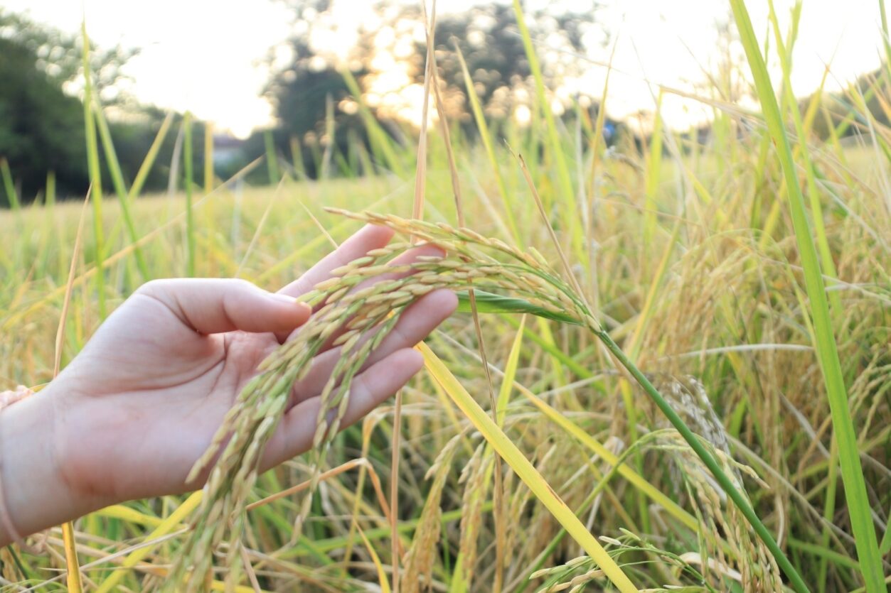 กลุ่มดุสิตธานี ลุยโครงการข้าวอินทรีย์ รับซื้อจากเกษตรกรสู่ครัวโรงแรม