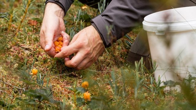 Picking fresh and ripe Cloudberries