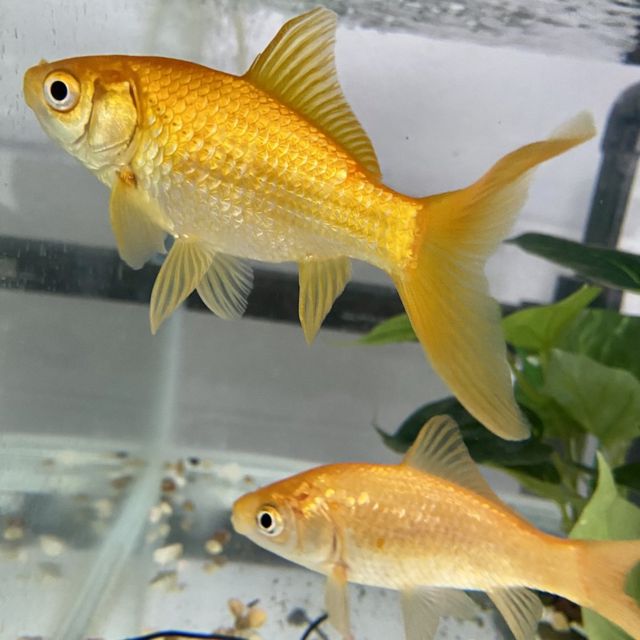 Goldfish used in the experiment