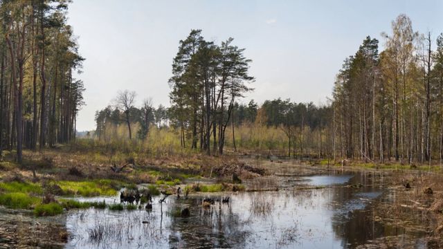 Swamps and forest