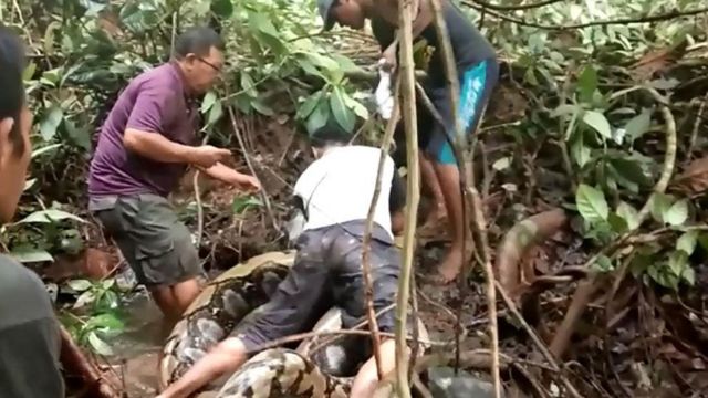 ชาวบ้านกลุ่มหนึ่งในอินโดนีเซียกำลังจับปลาไหลในภาพนี้ในปี 2018 แต่พวกเขากลับได้งูเหลือมยาว 8 เมตรมาแทน โชคดีที่ไม่มีใครได้รับบาดเจ็บ