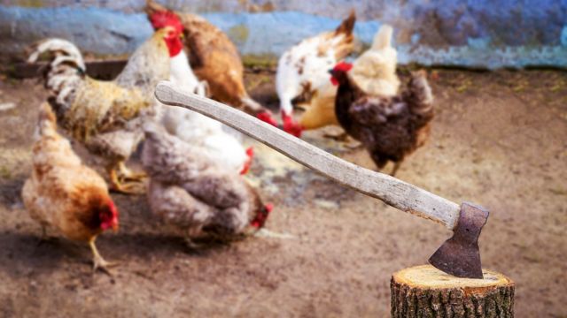 chicken