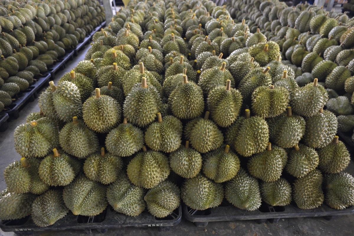 ทุเรียนสดตลาดจีนแข่งเดือด เวียดนามจ่อแซงไทย