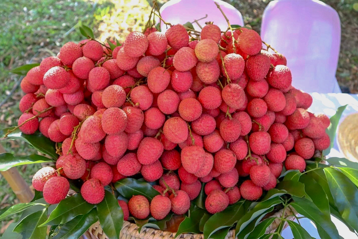 หนุน “ลิ้นจี่แม่ใจ” พะเยา ใช้ FTA เจาะตลาดส่งออก