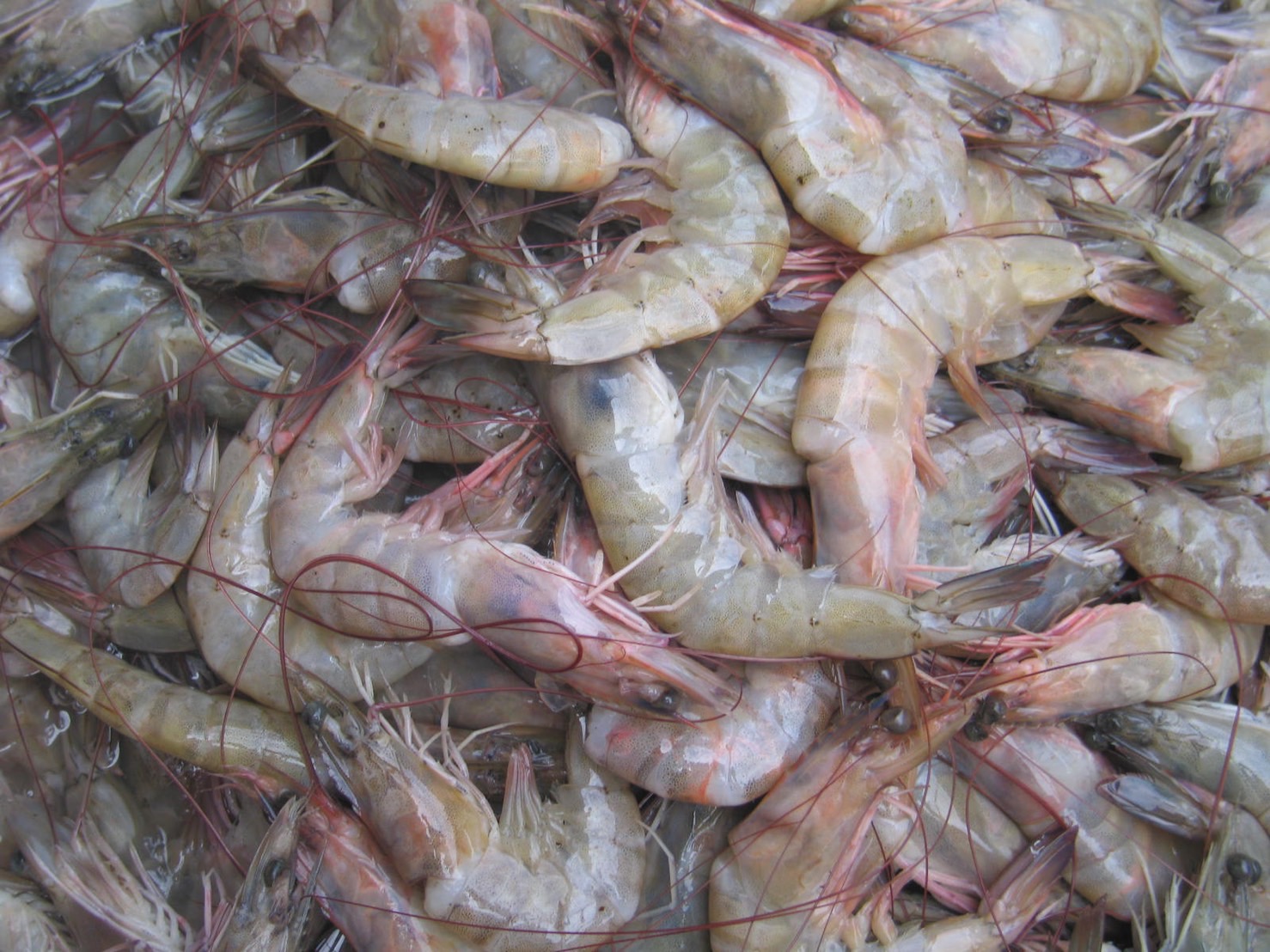 กุ้ง