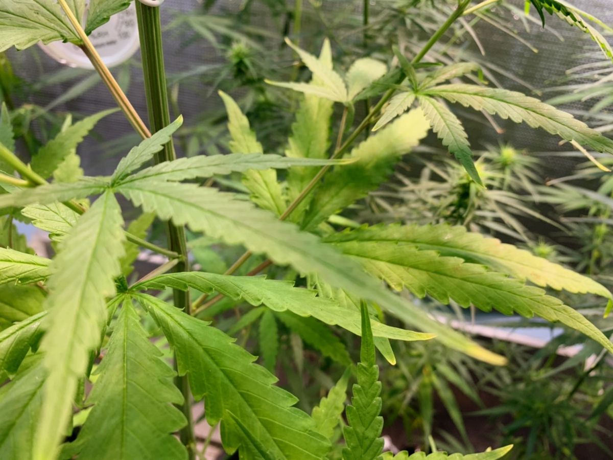 เช็กประกาศสธ. ปรับข้อกำหนด สารสกัด CBD กัญชง-กัญชา ในอาหาร มีผลวันนี้