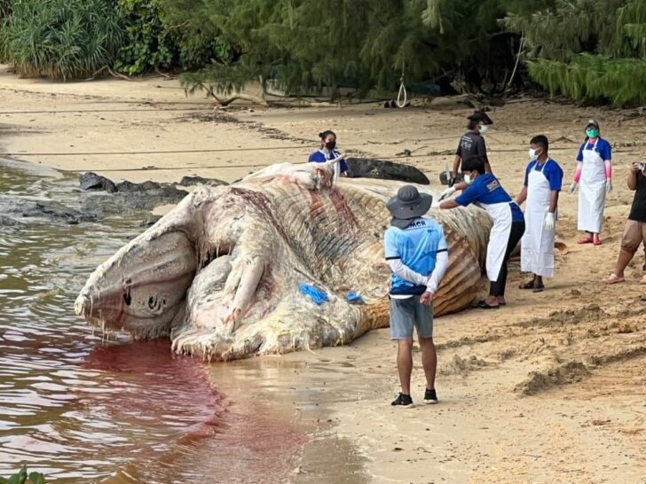 วาฬยักษ์เกยตื้นตาย เกาะราชาใหญ่ จ.ภูเก็ต ยังไม่สรุปสาเหตุกลืนถ้วยพลาสติก