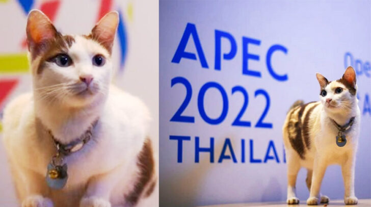 เอเปค 2022