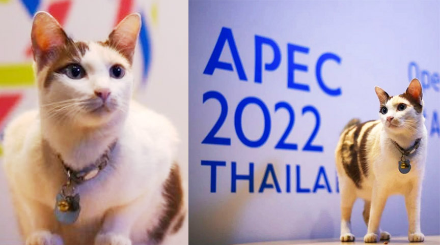 กระทรวงต่างประเทศ ใช้ แมวนวล พรีเซ็นเตอร์โปรโมต เอเปค 2022