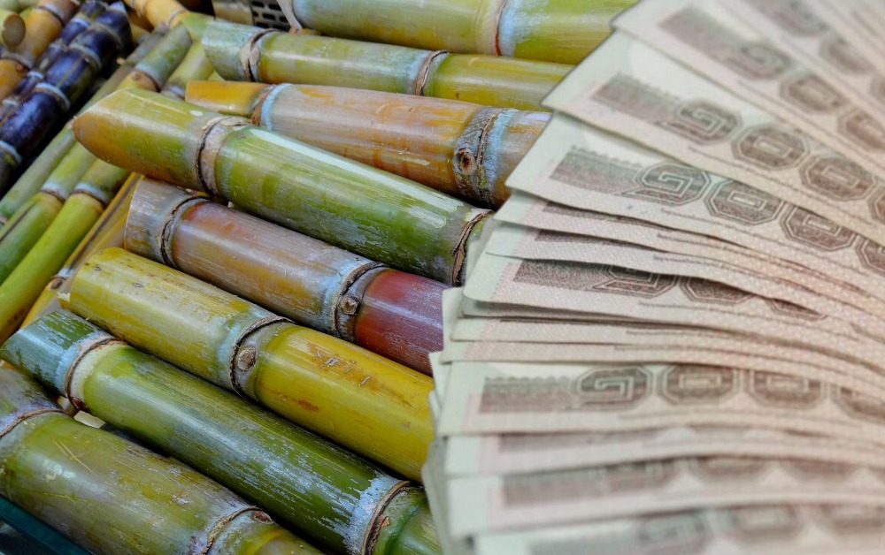 เช็กสิทธิ เงินช่วยเหลือชาวไร่อ้อย 120 บาท 2565 เงินเข้าวันไหน