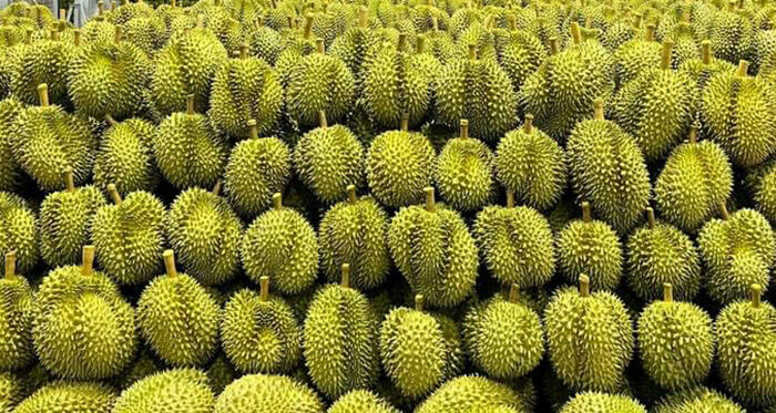 ทุเรียน ทุเรียน