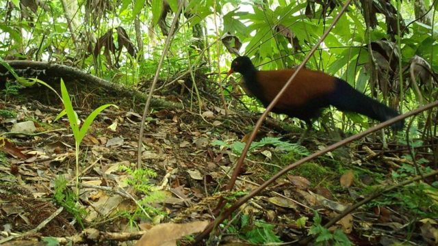 The black-naped pheasant-pigeon