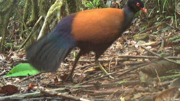 _127726733_pigeon_footage.png