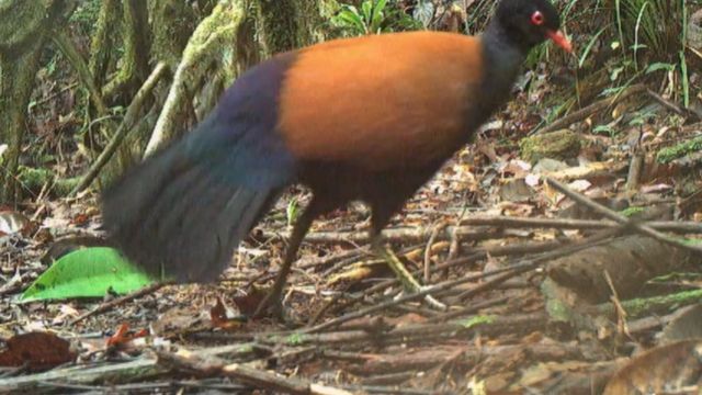 Black naped pheasant pigeon footage