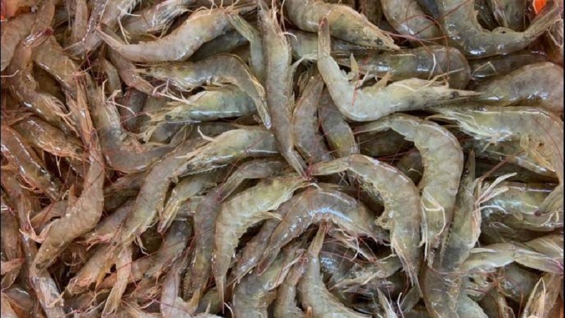 กุ้ง