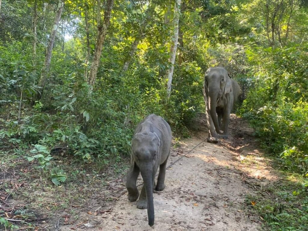 ช้างป่า