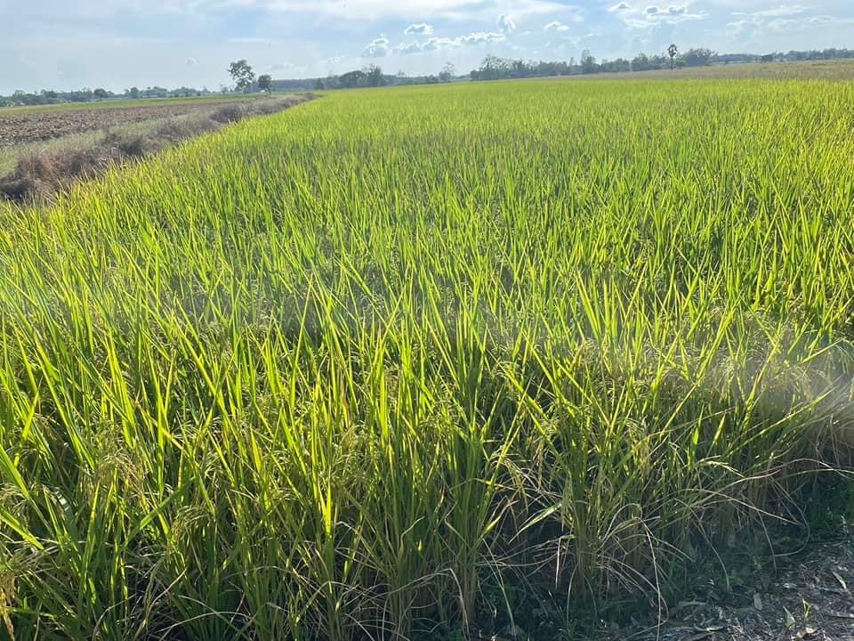 ข้าว