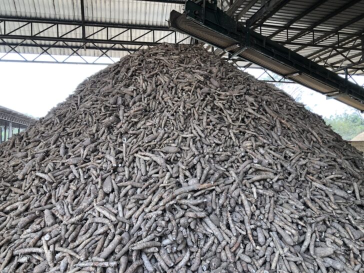 มันสำปะหลัง มันสำปะหลัง
