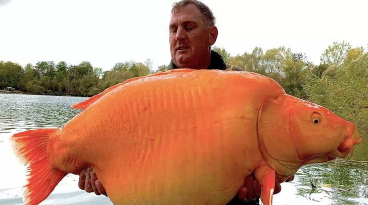big goldfish1