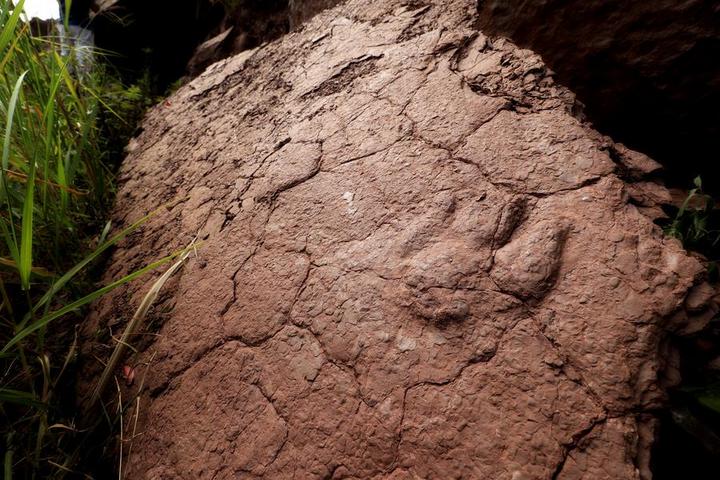 dinosaur china2 รอยเท้าไดโนเสาร์