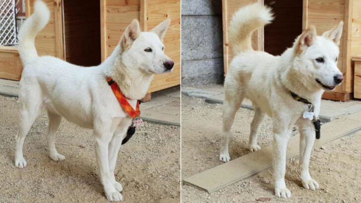 korea-dogs-split สุนัขจากคิมจองอึน