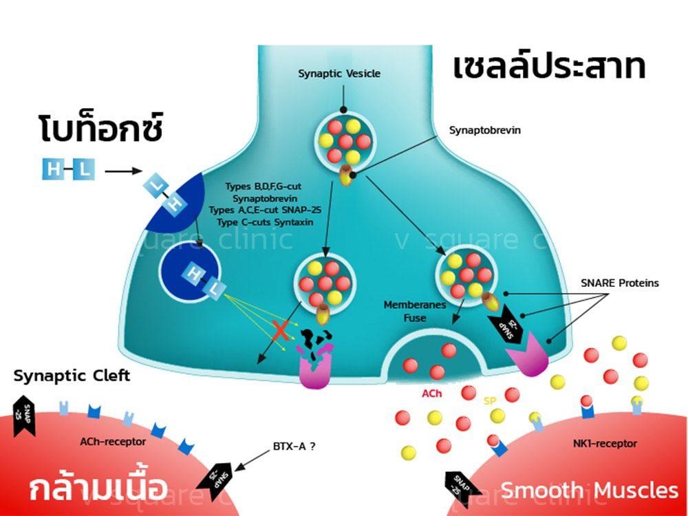 กลไกการออกฤทธิ์ของโบท็อก กลไกการออกฤทธิ์ของโบท็อก