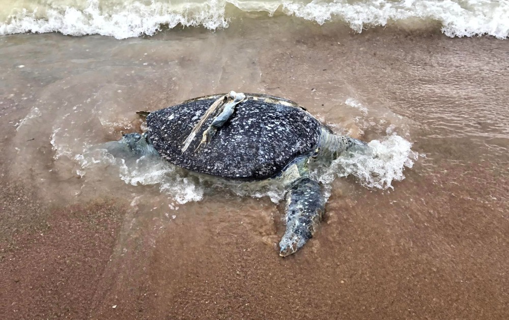 พบซากเต่าตนุเกยตื้น ริมหาดกินรี ชันสูตรพบขยะทะเลในทางเดินอาหาร