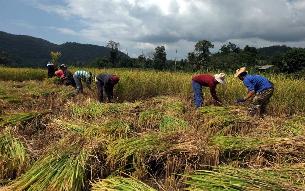 ครม.ไฟเขียว ประกันรายได้ข้าว ไร่ละ 1,000 บาท เข้าบัญชีเดือน พ.ย.