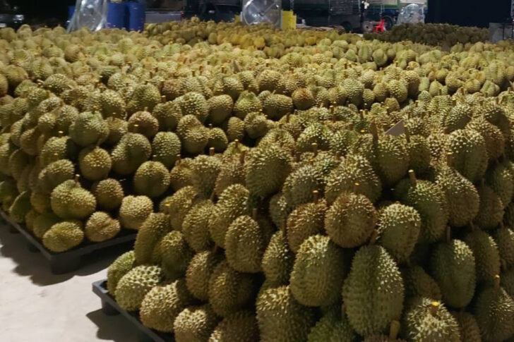 ทุเรียนเวียดนาม ทุเรียนเวียดนาม