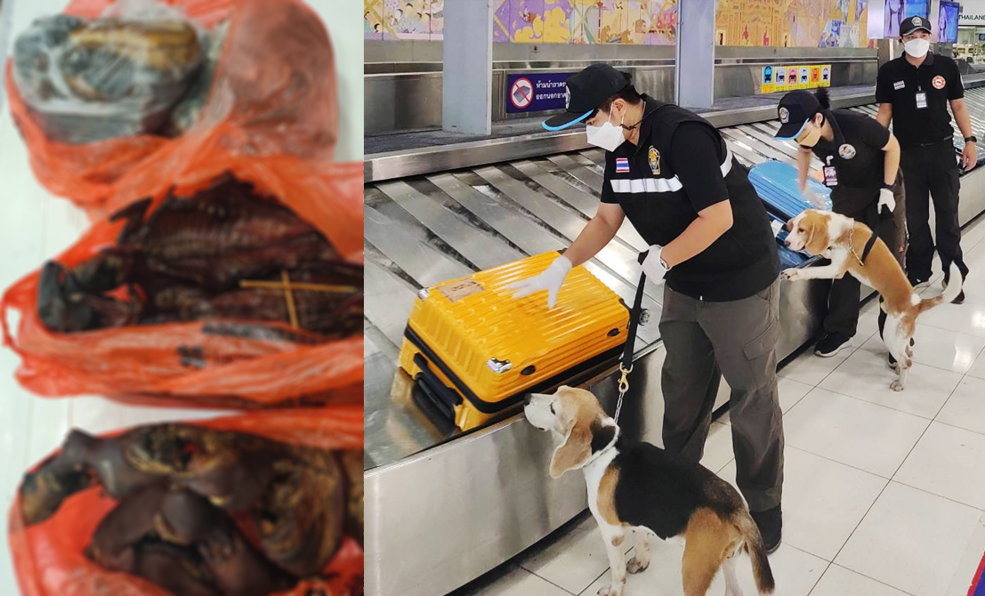 ค้างคาวรมควัน ลอบส่งจากคุนหมิง สารวัตรบีเกิ้ลตรวจพบ หมอเตือนก่อโรค